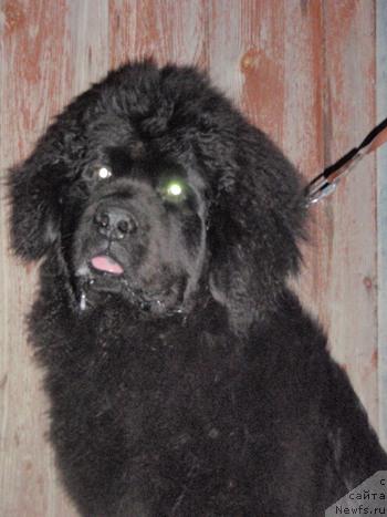 Фото: ньюфаундленд Ньюфорт Млечный Путь