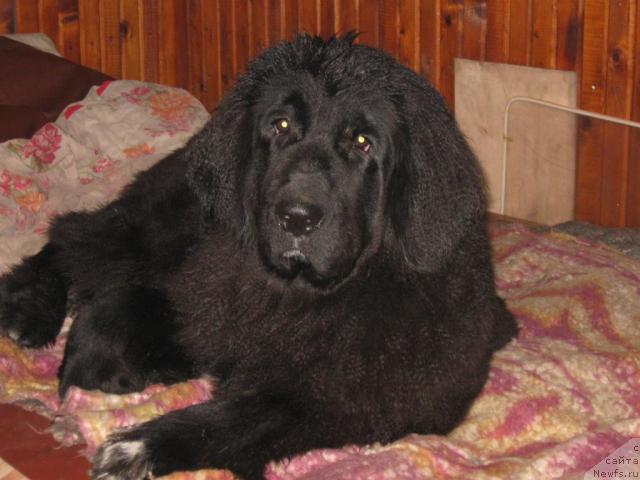 Фото: ньюфаундленд Блэк Диамонд Агидель от Потапа Сьюзэн