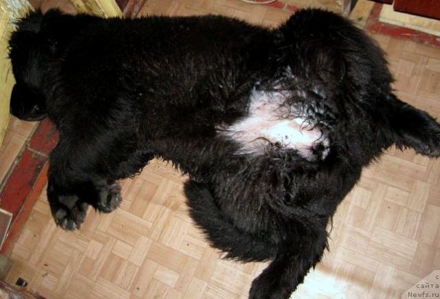 Фото: ньюфаундленд Блэк Диамонд Агидель от Потапа Сьюзэн