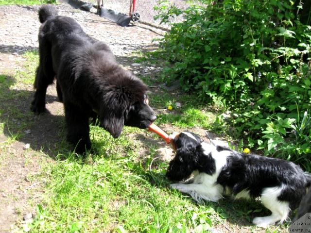 Фото: ньюфаундленд Блэк Диамонд Агидель от Потапа Сьюзэн