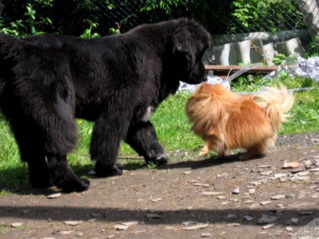 Фото: ньюфаундленд Блэк Диамонд Агидель от Потапа Сьюзэн