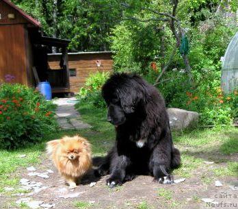 Фото: ньюфаундленд Блэк Диамонд Агидель от Потапа Сьюзэн