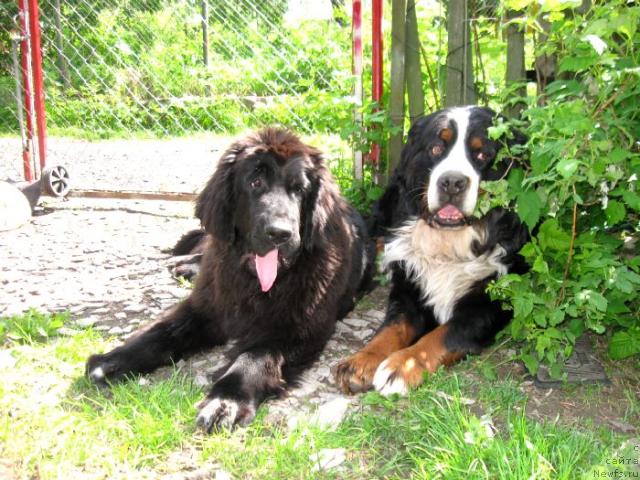 Фото: ньюфаундленд Блэк Диамонд Агидель от Потапа Сьюзэн