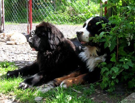 Фото: ньюфаундленд Блэк Диамонд Агидель от Потапа Сьюзэн