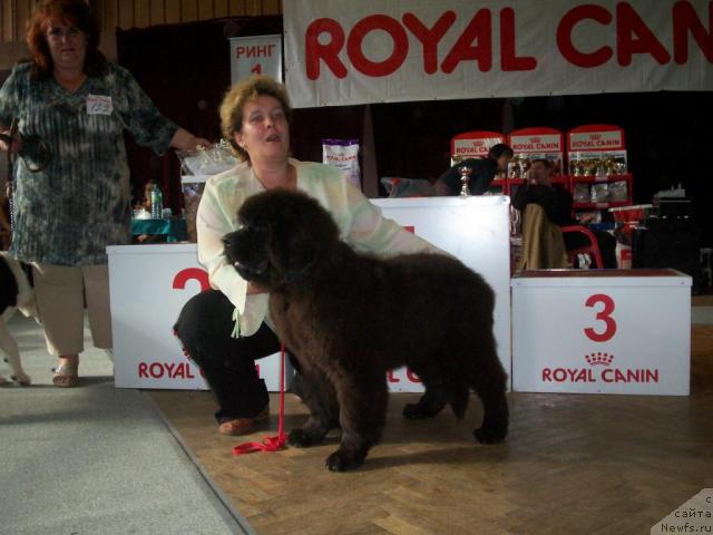 Фото: ньюфаундленд Отрада Моя от Сибирского Медведя, Светлана Смирнова