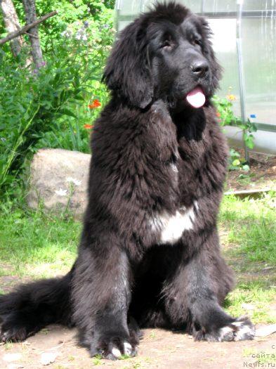 Фото: ньюфаундленд Блэк Диамонд Агидель от Потапа Сьюзэн