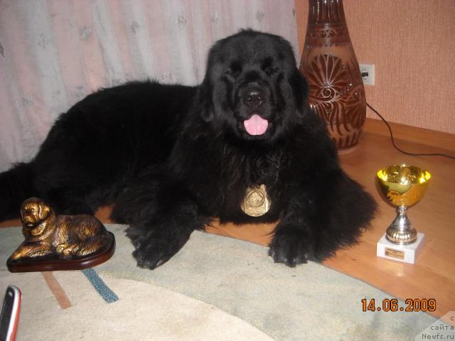 Фото: ньюфаундленд Ермак из Царства Медведей