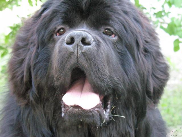 Фотография № 43973