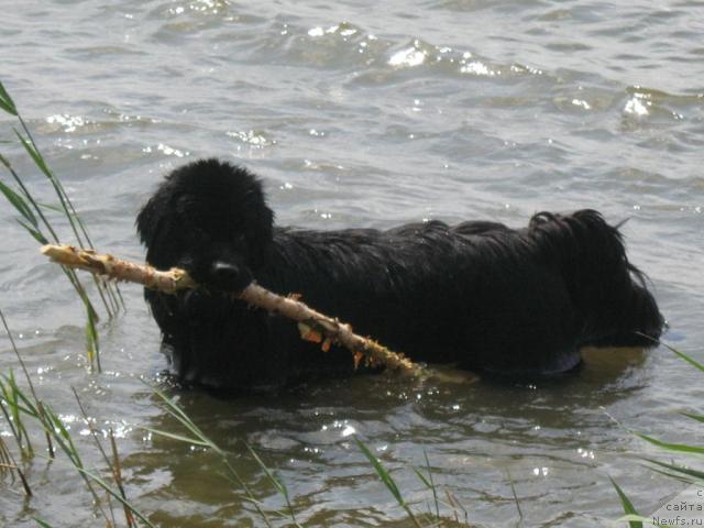 Фотография № 43977