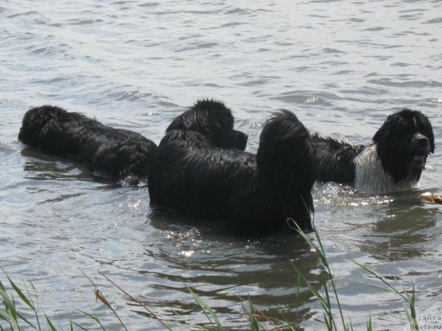 Фотография № 43978