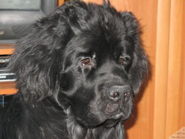 Фото: ньюфаундленд Маг Исполин Лавр