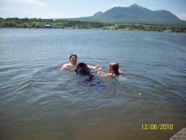 Фото: ньюфаундленд Цесарь Нельсон Тайгер Блек