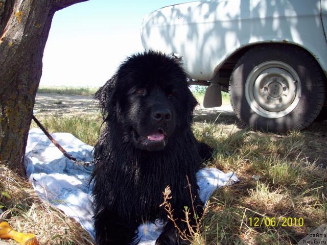 Фото: ньюфаундленд Цесарь Нельсон Тайгер Блек