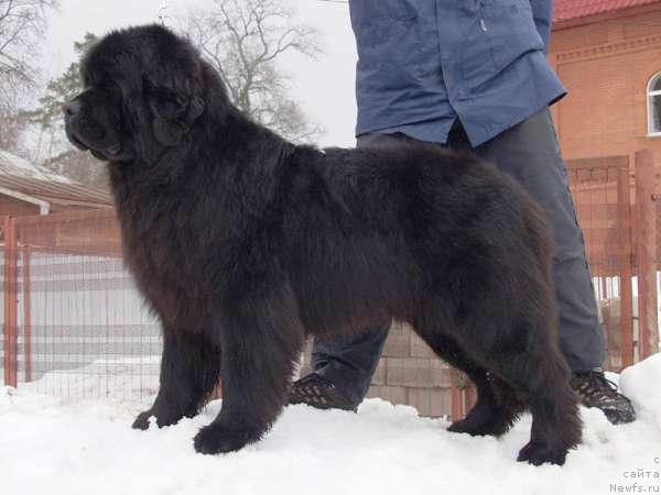 Фото: ньюфаундленд Вакула Вялiкi Мядзведзь (Vakula Vialiki Miadzvedz)