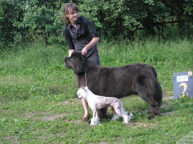 Фото: ньюфаундленд Дюрбахлер Клаб Альфаретта Виньетта, Яжик, Рита