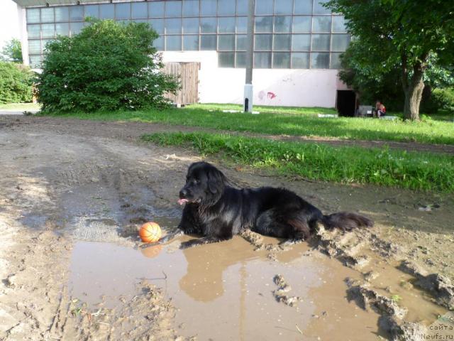 Фото: ньюфаундленд Бонни Флайт