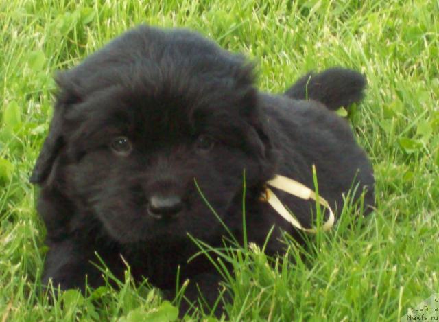 Фото: ньюфаундленд Целитель Души