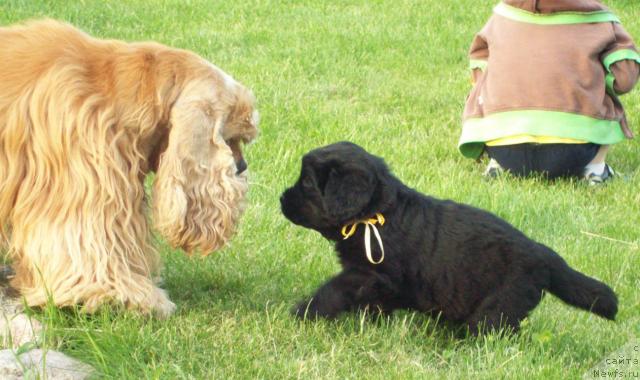 Фото: ньюфаундленд Целитель Души