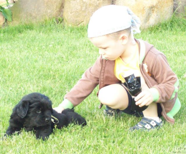 Фото: ньюфаундленд Целитель Души