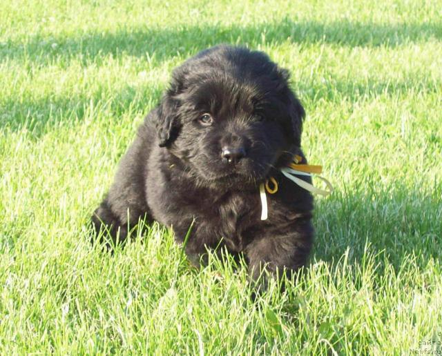 Фото: ньюфаундленд Целитель Души