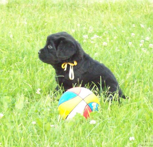 Фото: ньюфаундленд Целитель Души