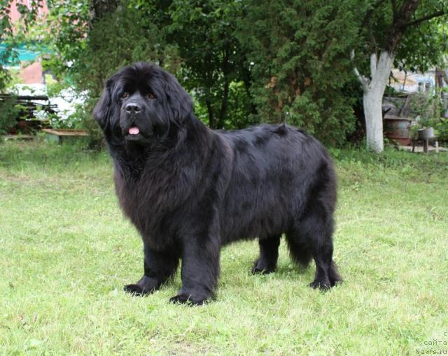 Фото: ньюфаундленд Чанси из Золотого Треугольника