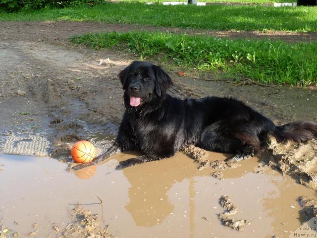 Фото: ньюфаундленд Бонни Флайт