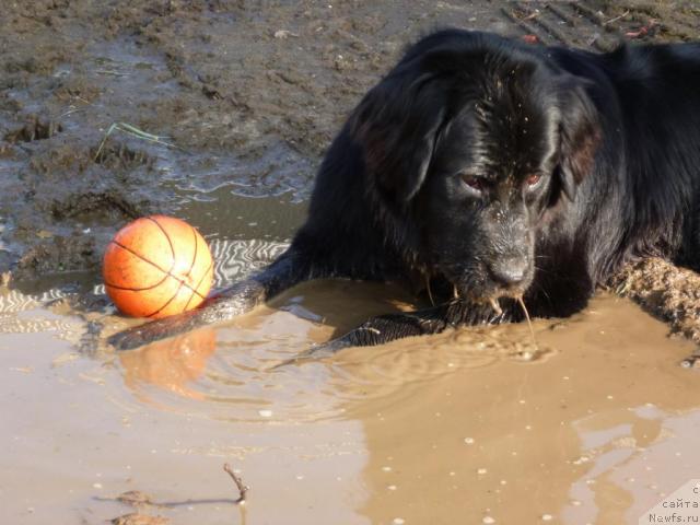 Фото: ньюфаундленд Бонни Флайт