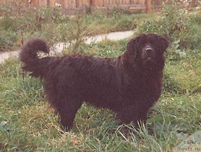 Фото: ньюфаундленд Хеппи Еви