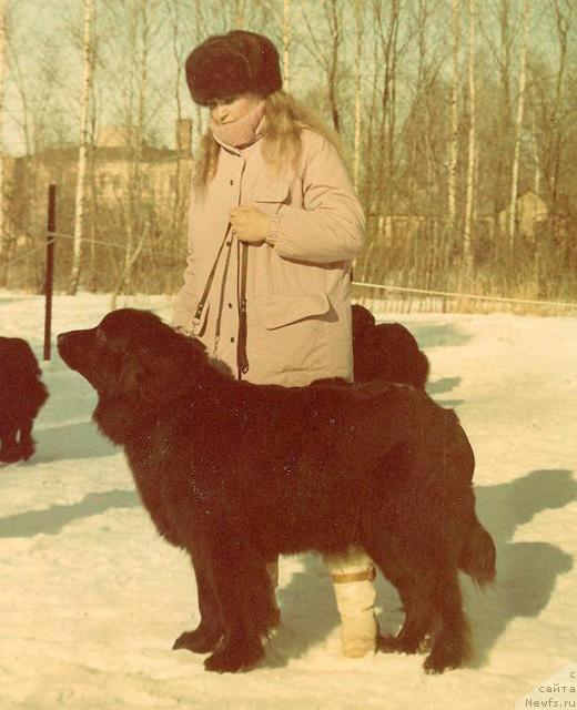 Фото: ньюфаундленд Аста Бим