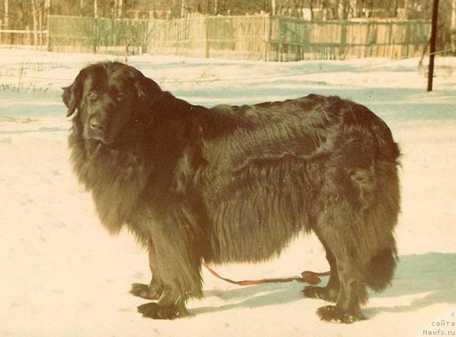 Фото: ньюфаундленд Шегют Глаша