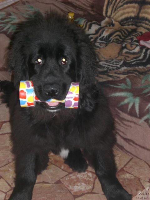 Фото: Ботсман