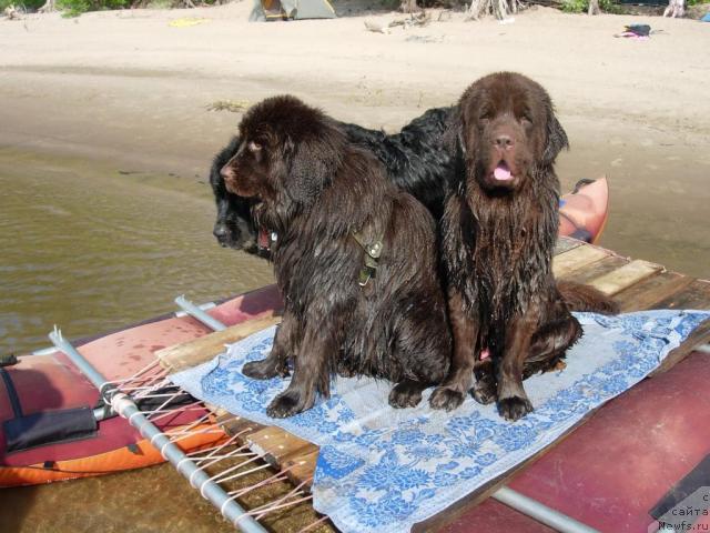 Фото: ньюфаундленд Лесная Сказка Раскрасавица, ньюфаундленд Звездная Тоскана Лесная Раскрасавица, ньюфаундленд Конфуций