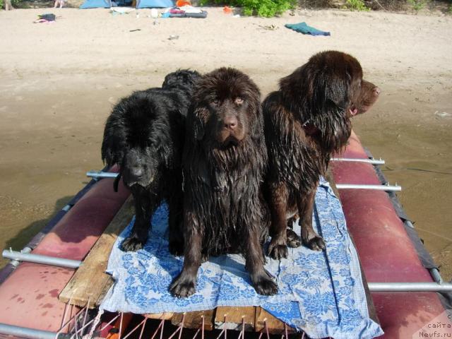 Фото: ньюфаундленд Лесная Сказка Раскрасавица, ньюфаундленд Звездная Тоскана Лесная Раскрасавица, ньюфаундленд Конфуций