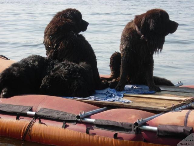 Фото: ньюфаундленд Лесная Сказка Раскрасавица, ньюфаундленд Звездная Тоскана Лесная Раскрасавица, ньюфаундленд Конфуций