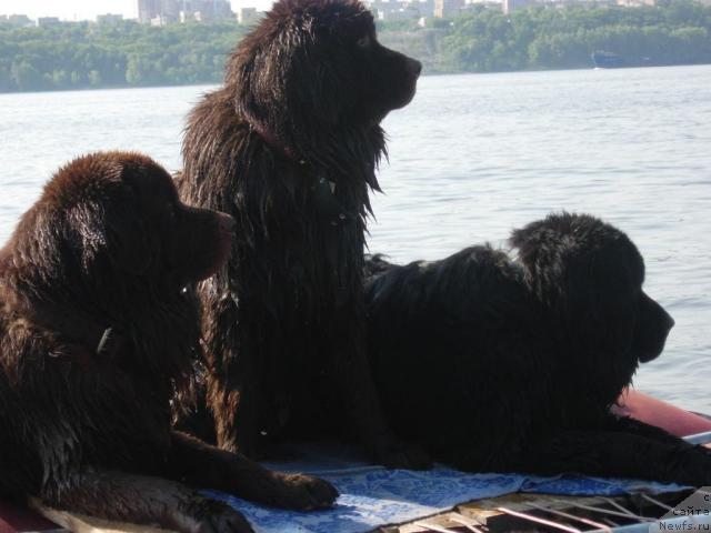 Фото: ньюфаундленд Лесная Сказка Раскрасавица, ньюфаундленд Звездная Тоскана Лесная Раскрасавица, ньюфаундленд Конфуций