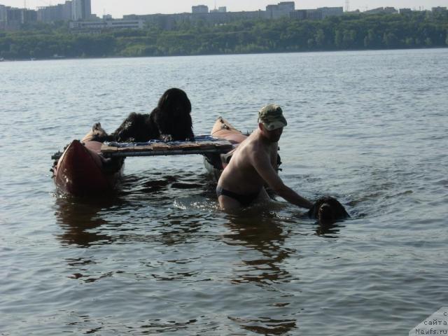 Фото: ньюфаундленд Лесная Сказка Раскрасавица, ньюфаундленд Звездная Тоскана Лесная Раскрасавица, Андрей Ларин