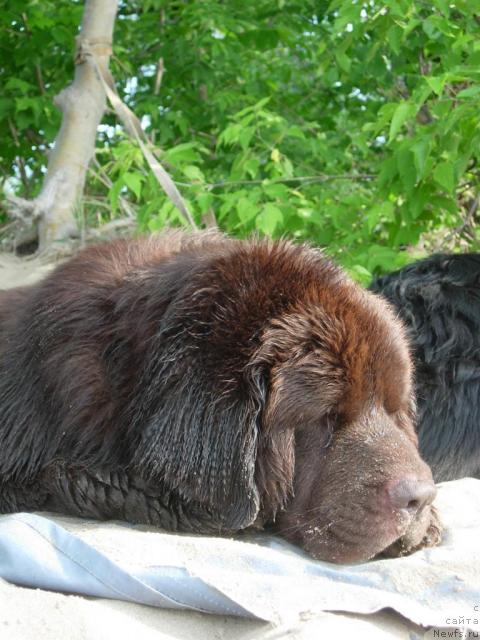 Фото: ньюфаундленд Конфуций