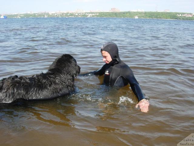 Фото: ньюфаундленд Лесная Сказка Раскрасавица, Слава