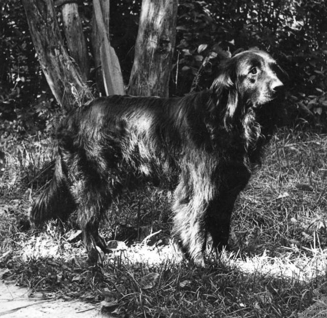 Фото: ньюфаундленд Чапа