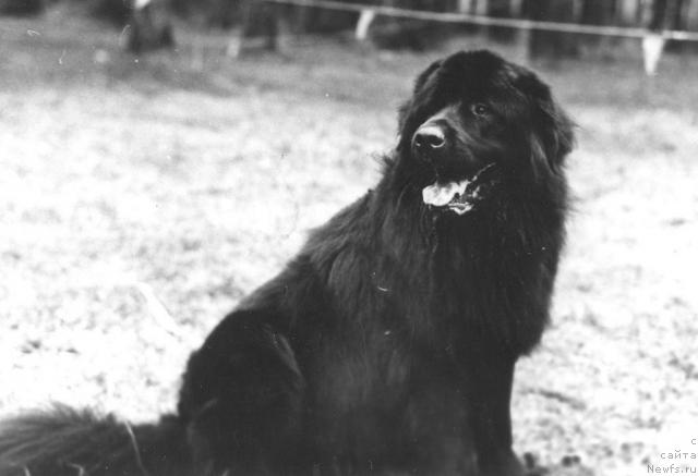 Фото: ньюфаундленд Зевс Фон Баталь Бей