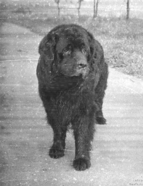 Фото: ньюфаундленд Флосер Макбет