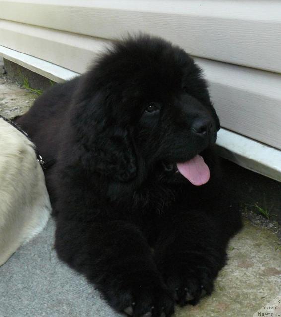 Фото: ньюфаундленд Пчёлкин Дом Дикая Орхидея (Pchiolkin Dom Dikaya Orhideya)