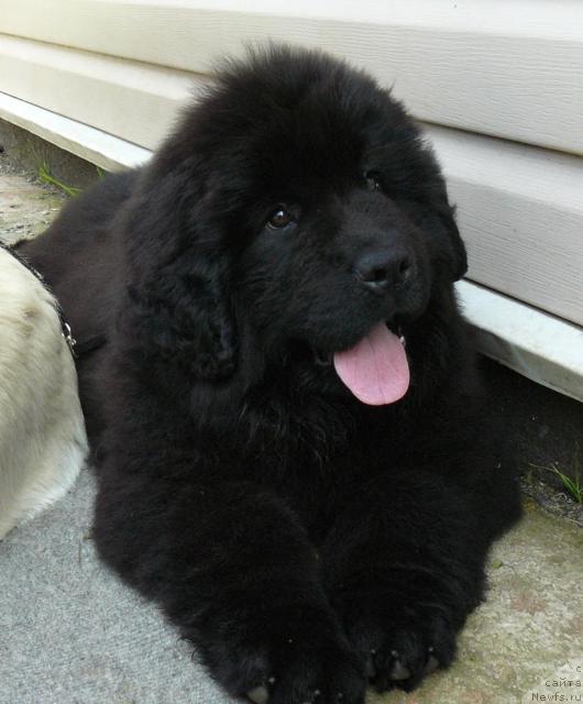 Фото: ньюфаундленд Пчёлкин Дом Дикая Орхидея (Pchiolkin Dom Dikaya Orhideya)