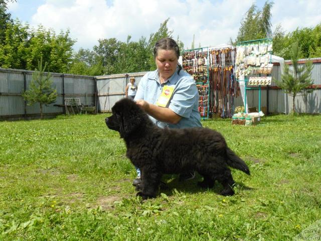 Фото: ньюфаундленд Пчёлкин Дом Дикая Орхидея (Pchiolkin Dom Dikaya Orhideya), Елена Пушкарева