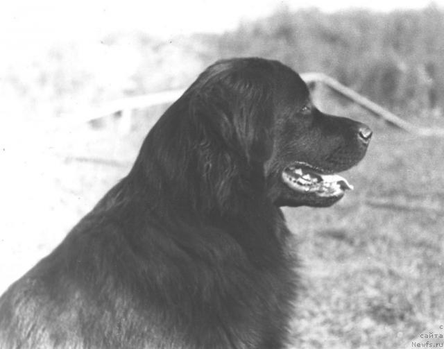 Фото: ньюфаундленд Патриция Аби