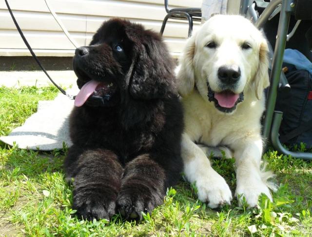 Фото: ньюфаундленд Пчёлкин Дом Дикая Орхидея (Pchiolkin Dom Dikaya Orhideya)