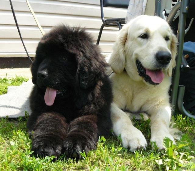 Фото: ньюфаундленд Пчёлкин Дом Дикая Орхидея (Pchiolkin Dom Dikaya Orhideya)