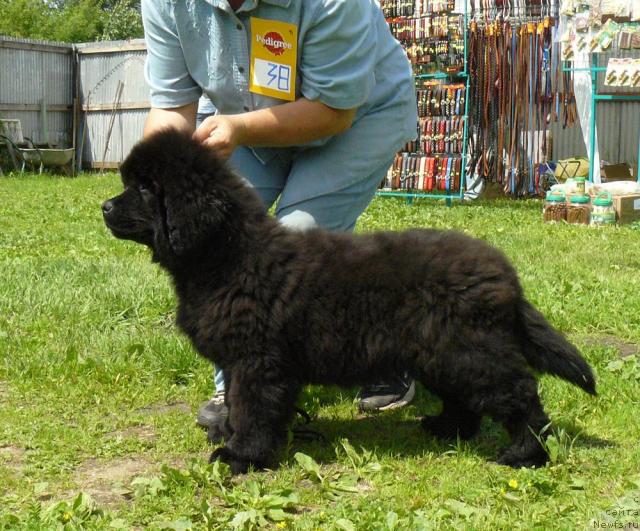 Фото: ньюфаундленд Пчёлкин Дом Дикая Орхидея (Pchiolkin Dom Dikaya Orhideya)