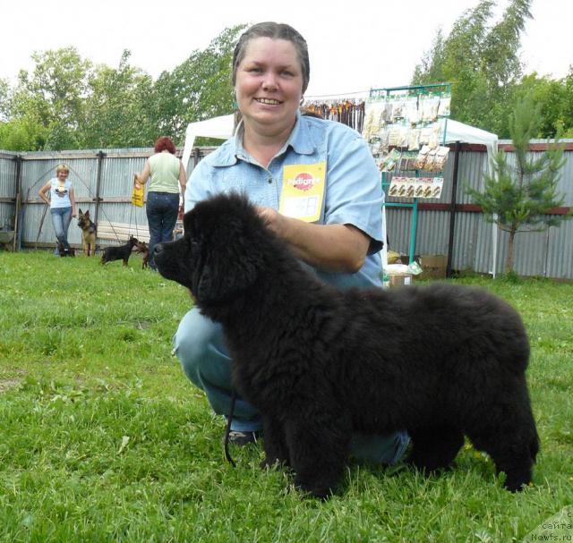 Фото: ньюфаундленд Пчёлкин Дом Дикая Орхидея (Pchiolkin Dom Dikaya Orhideya), Елена Пушкарева